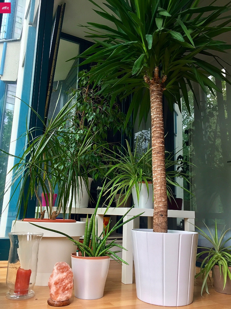 pflanzen-jucca-palme-balkon Gutschein 2018: 20% Rabatt bekommst du mit "fitweltweit20". Mit dem Rabattcode "fitweltweit" bekommst du regulär 15% Rabatt auf den Natural Mojo Shop. Ab auch gratis Produkte extra bekommen, ab einem bestimmten Warenkorb.