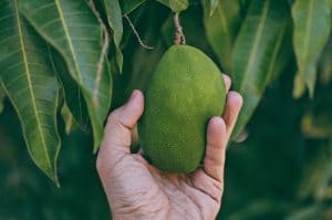 Mango Frucht Wirkung Gesundheit
