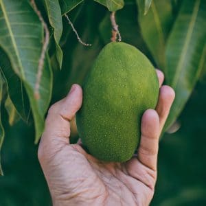 Mango Frucht frisch als Zutat für Fit Mango Natural Mojo Shake