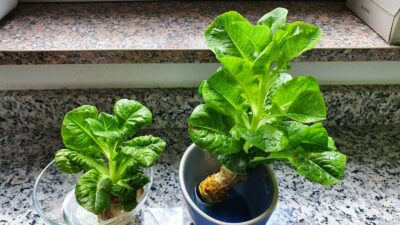 Pflanzen nachwachsen lassen regrowing
