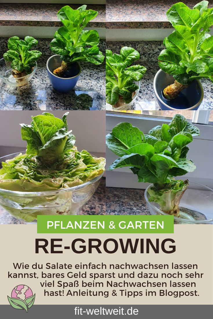 REGROWING das Nachwachsenlassen von Gemüseresten Fensterbank Pflanzen ziehen