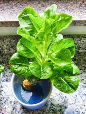 SALAT REGROWING Salat nachwachsen lassen