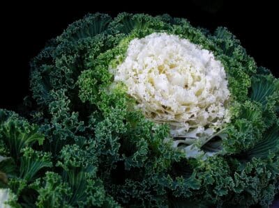 Sunday Natural Erfahrungen SUPERFOODS Liste gute Produkte