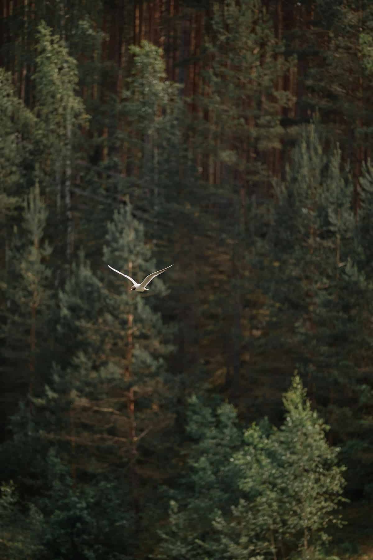 Schwingung erhöhen in der Natur beim Waldbaden